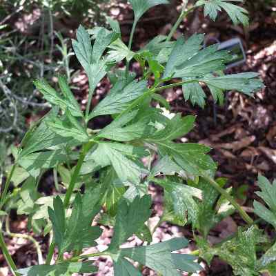 Flat Leaf Parsley